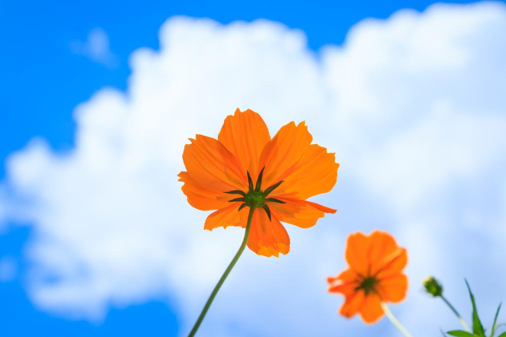 flores